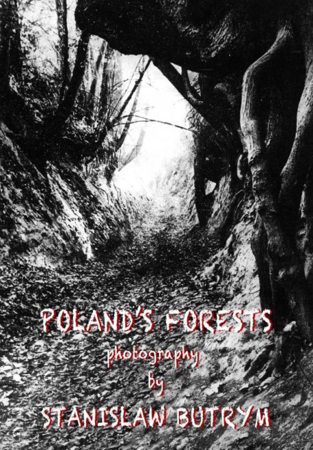 Polands Forest Exhibition NM